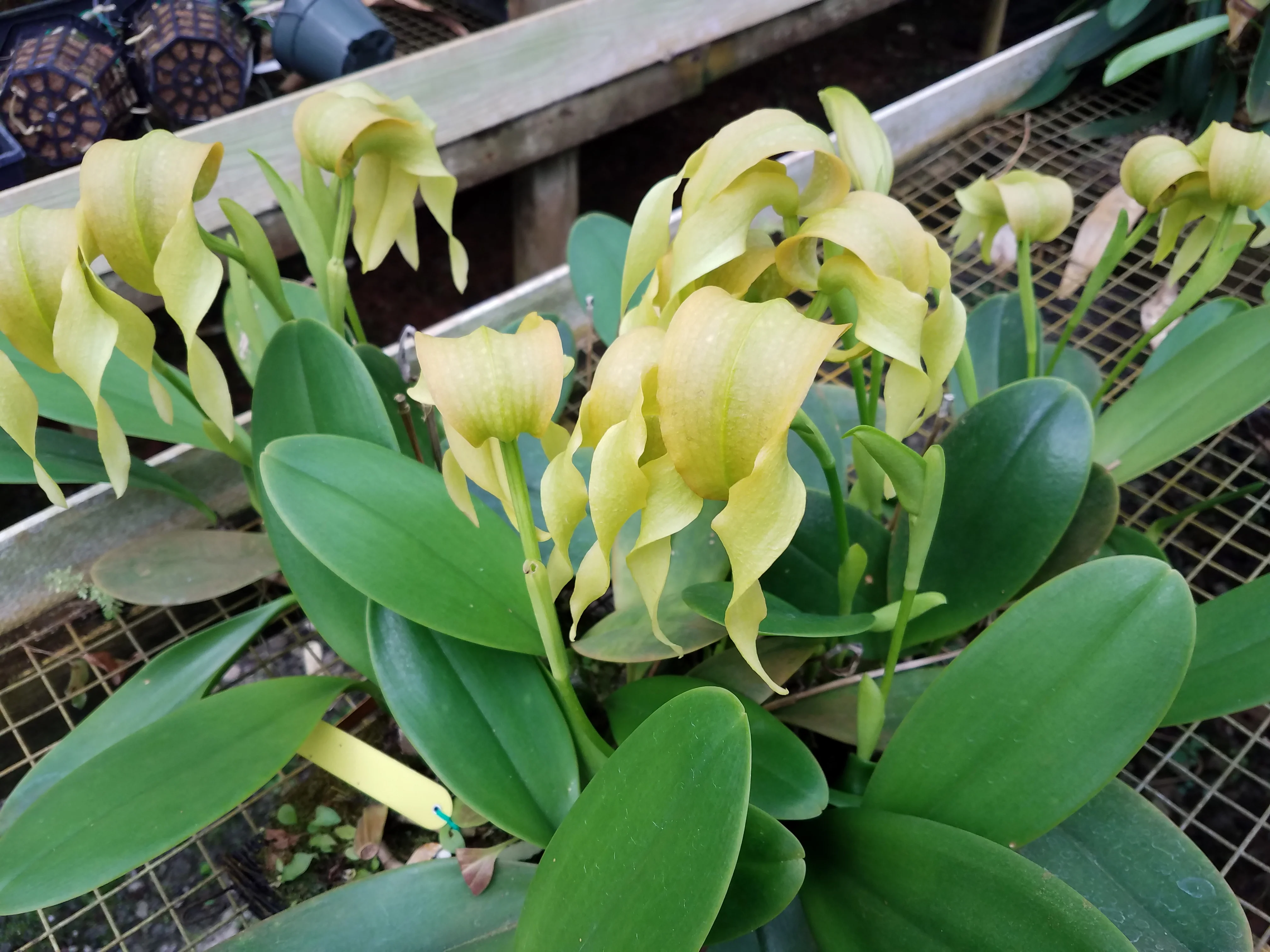 Bulbophyllum micholitzii var. album 'Magnifico' x self - Image 3