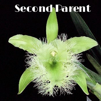 Cattleya (Snowblind x walkeriana) x Brassavola digbyana - Image 3