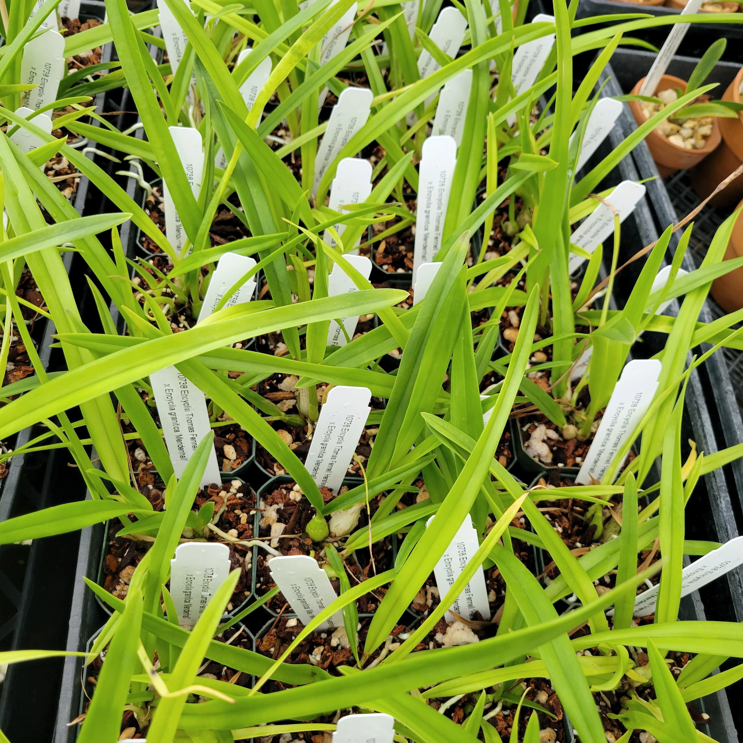 Encyclia Thomas Fennell 'Hershey' x Encyclia granitica 'Mendenhall' - Image 3