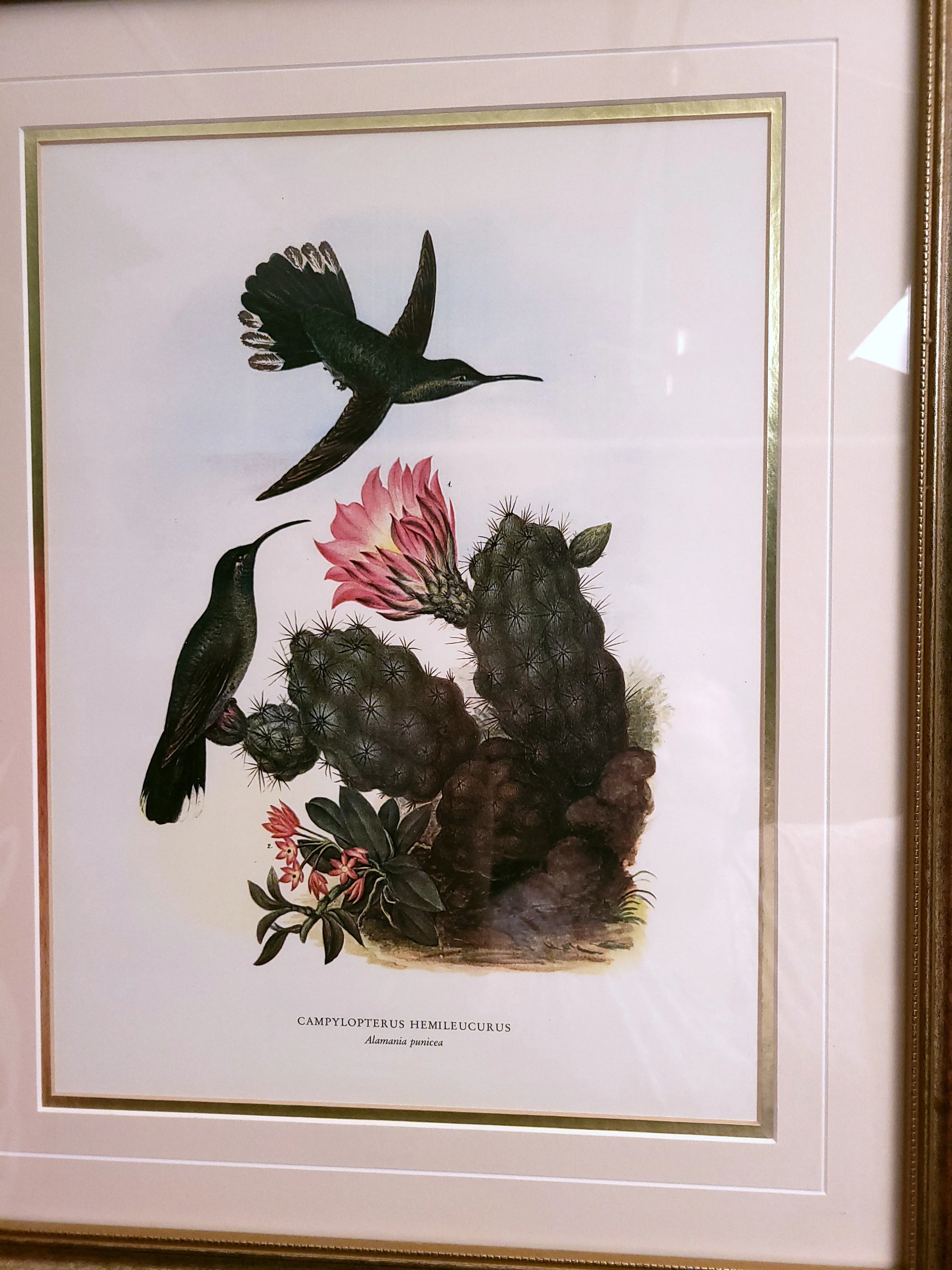 Hummingbird and Cactus Print - Image 3