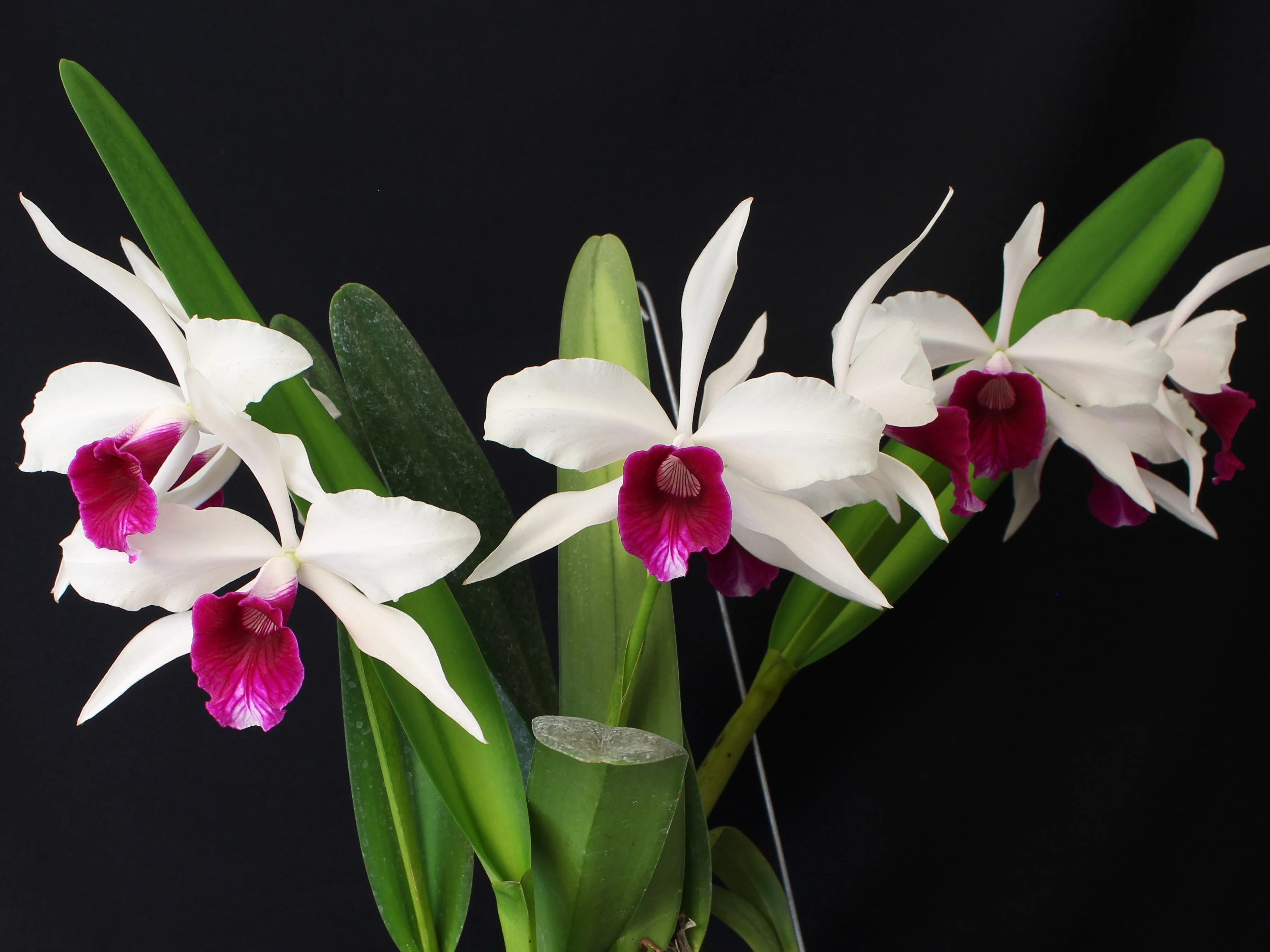 Laelia purpurata var. semi-alba - Image 3