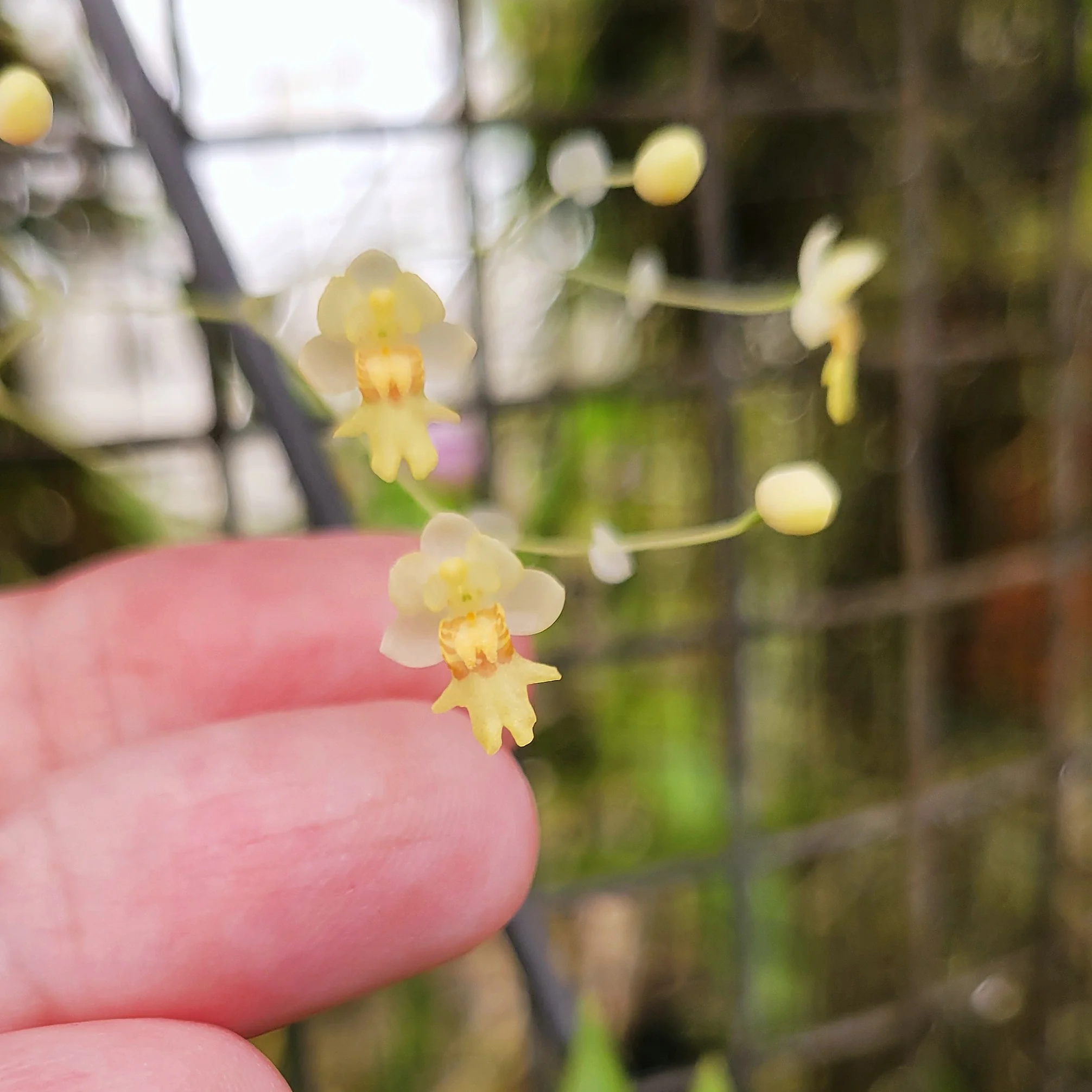 Lockhartia acuta x self - Image 4