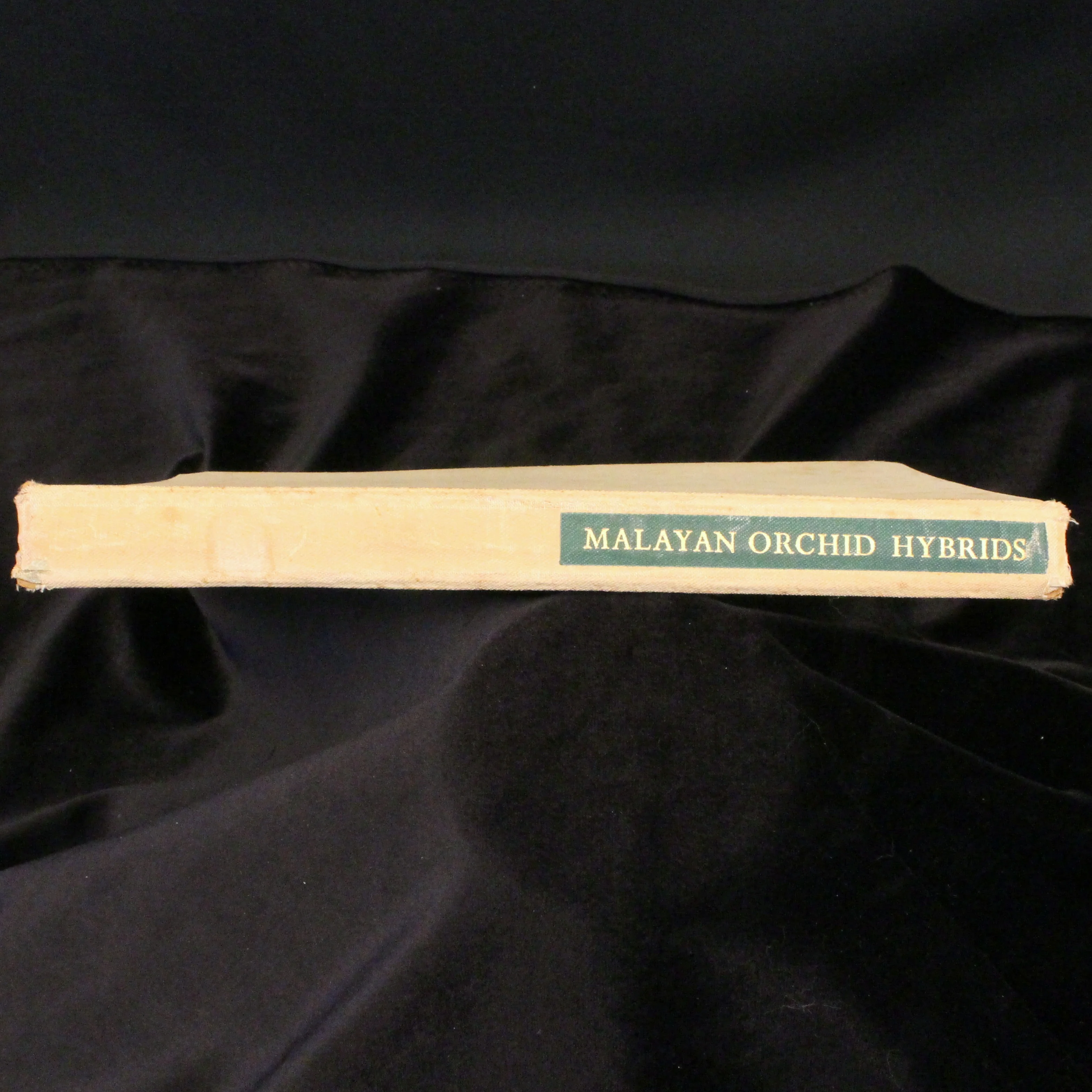 Malayan Orchid Hybrids - Image 4