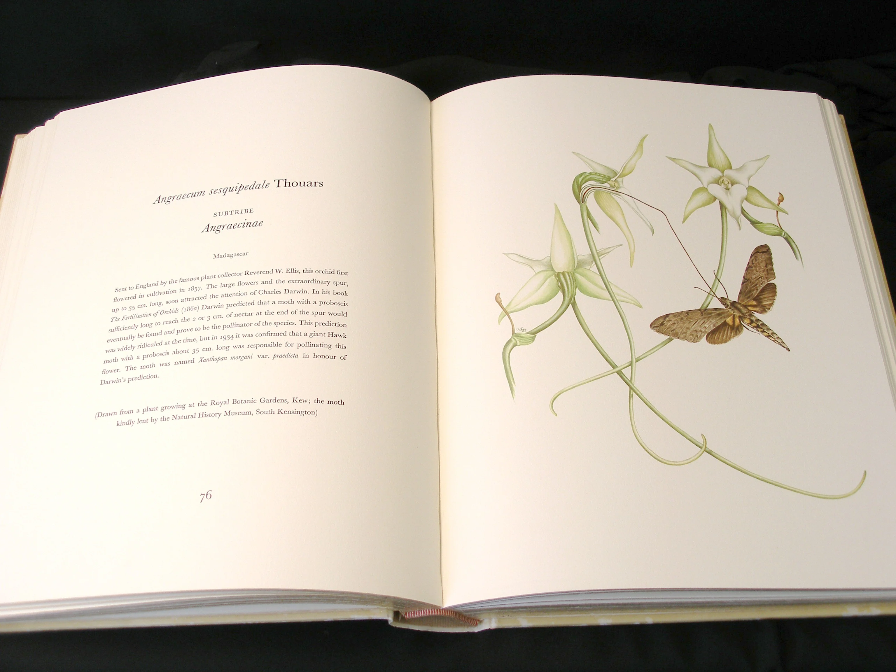 Orchidaceae- First Edition, Signed & Numbered Rare Book - Image 6