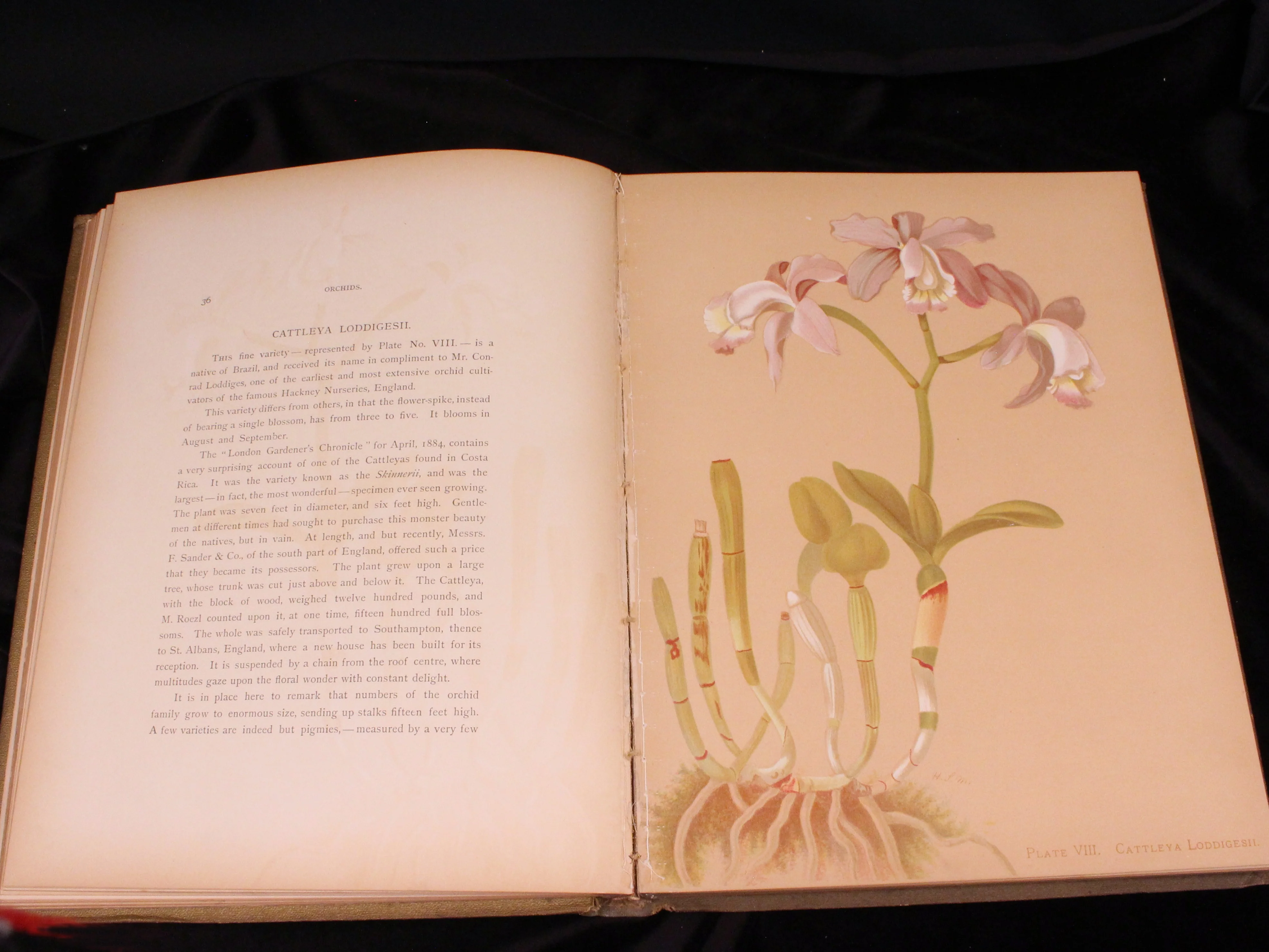 Orchids: The Royal Family of Plants - Image 4