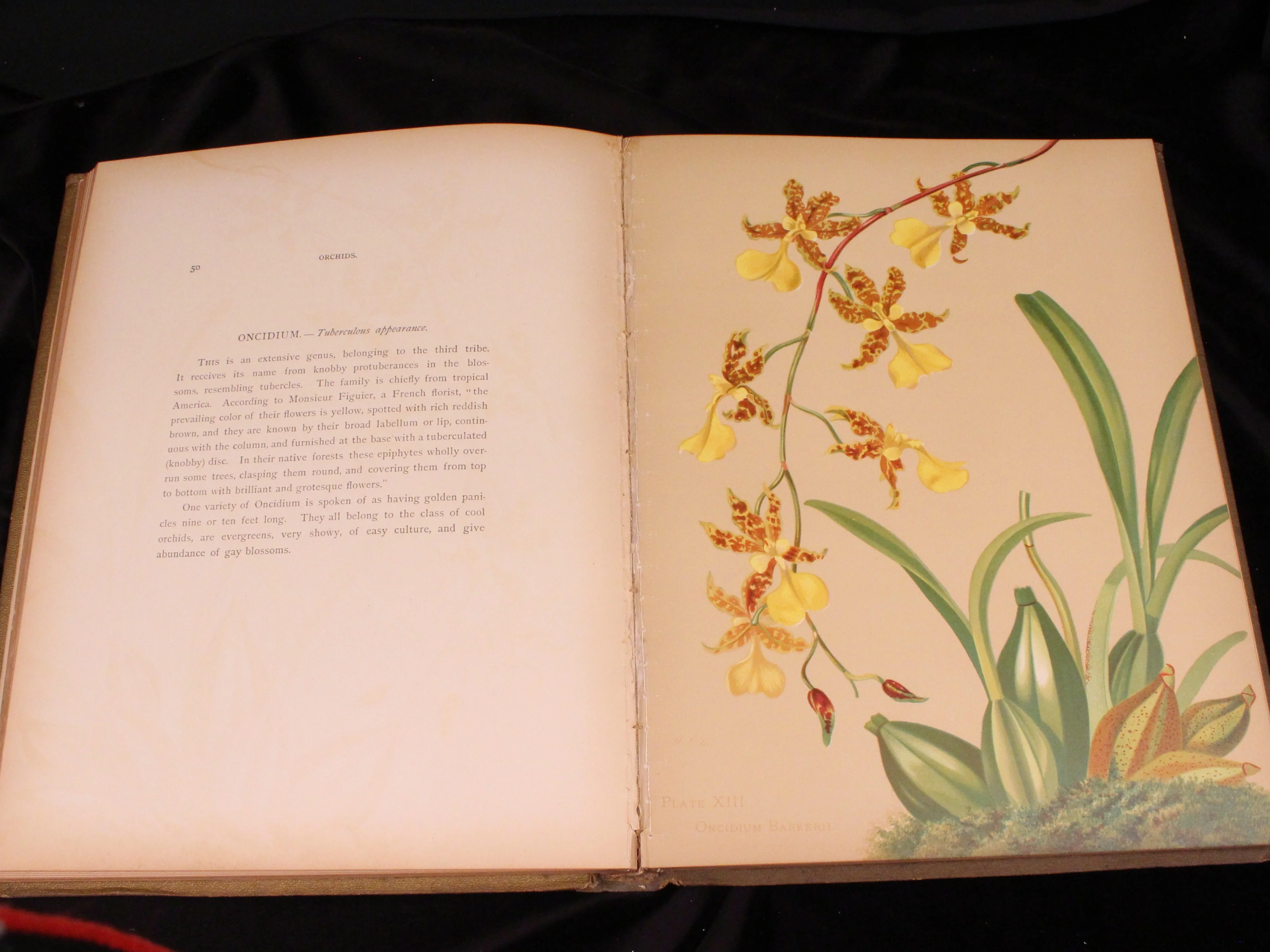 Orchids: The Royal Family of Plants - Image 5