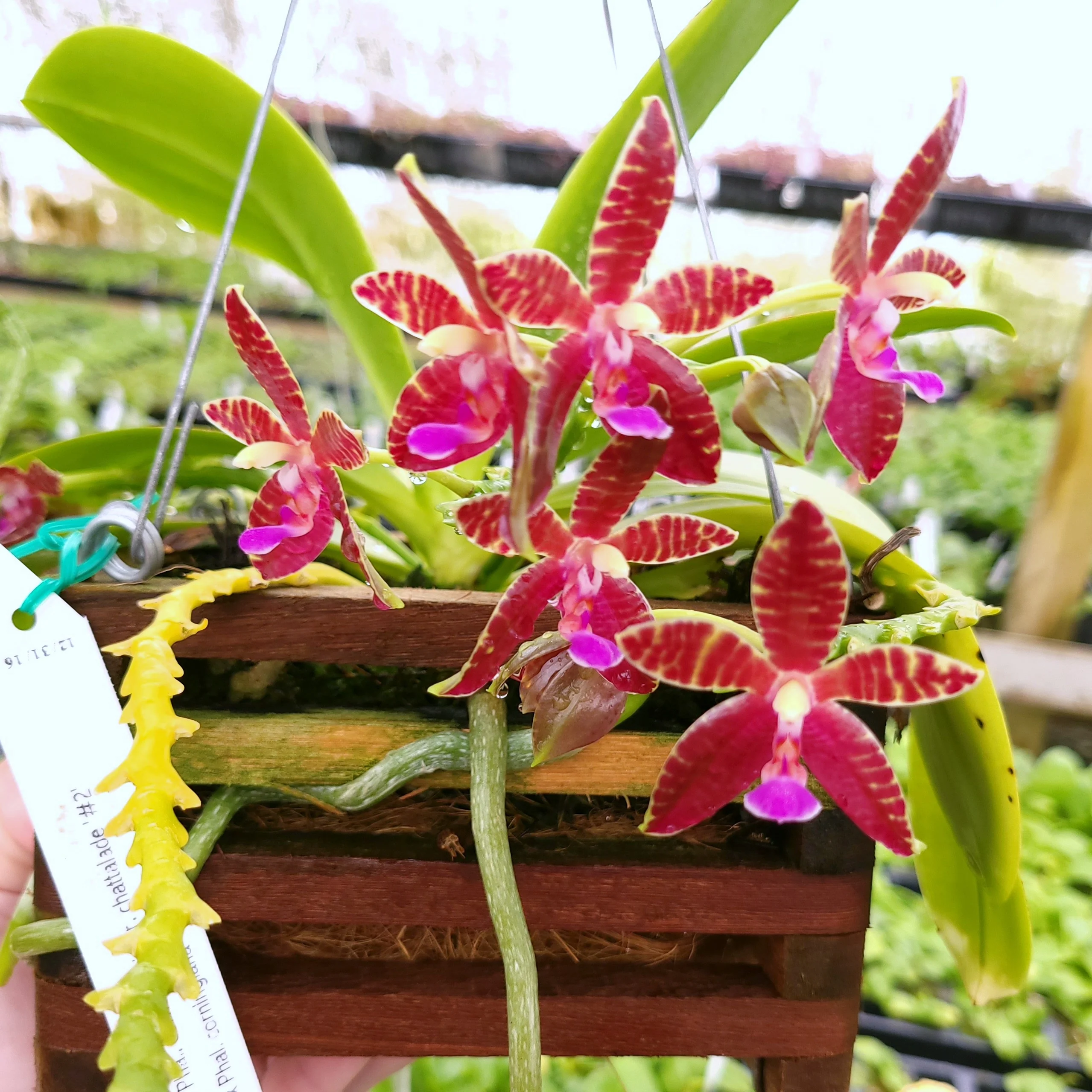 Phalaenopsis Bare-Root Bundle - Image 5